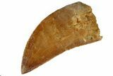 Serrated, Juvenile Carcharodontosaurus Tooth #186083-1
